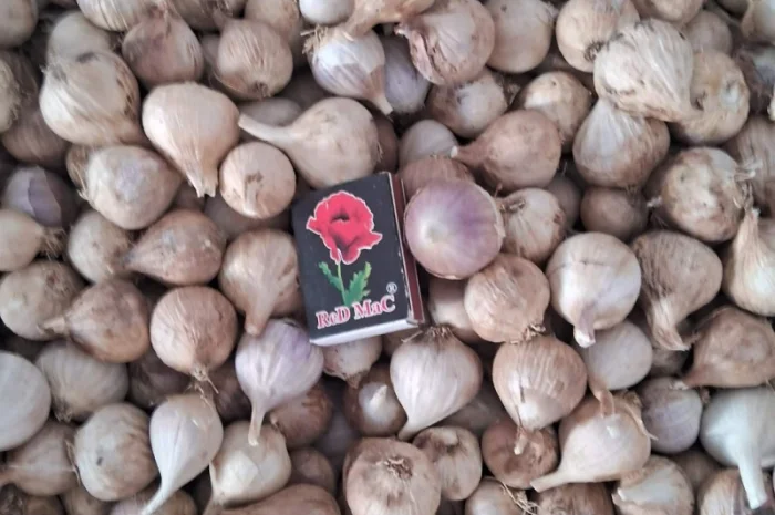 Продаю однозубку часнику сорт Любаша- фото № 3