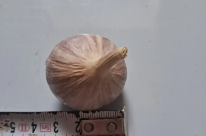 Продаю однозубку часнику сорт Любаша- фото № 4