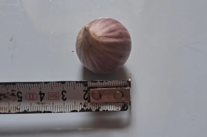 Продаю однозубку часнику сорт Любаша- фото № 5