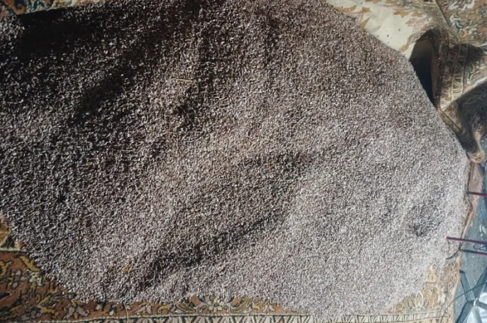 Покупка воздушки часника оптом- фото № 1