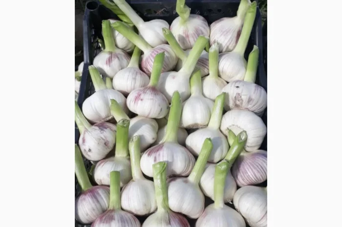 Молодий часник 5+ від асоціації виробників- фото № 1