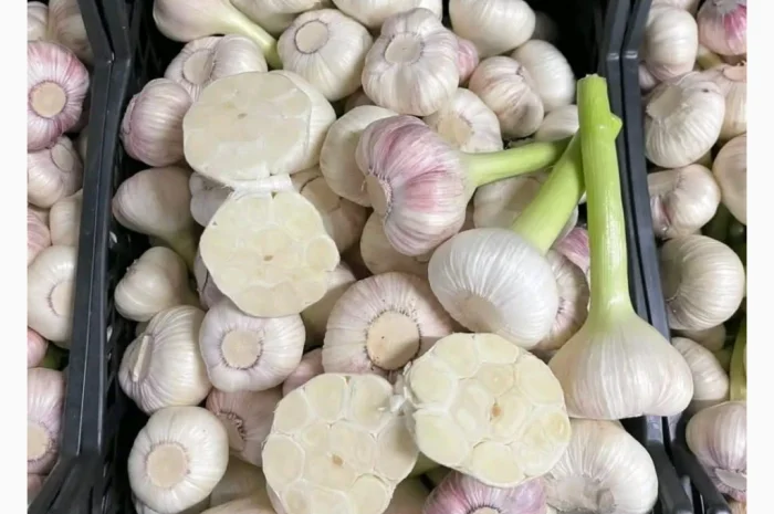 Молодий часник 5+ від асоціації виробників- фото № 3