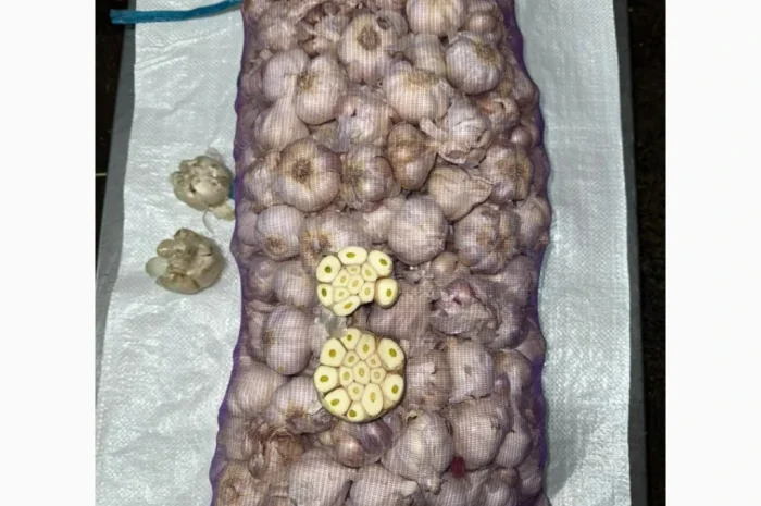 Яркий часник для посадки- фото № 1