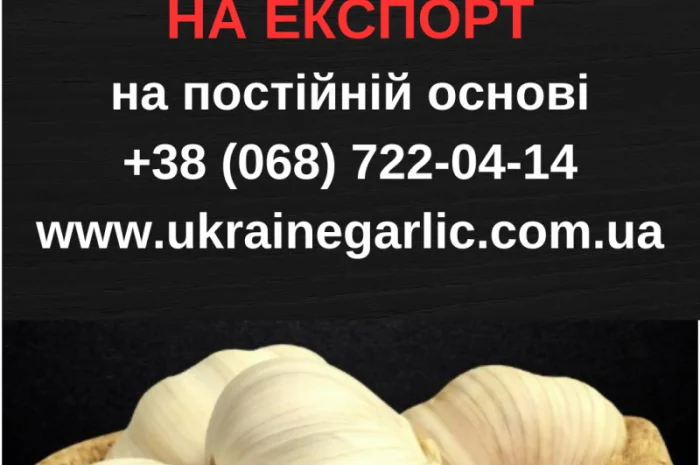 Часник на посадку, 1 тонна в продажу- фото № 2