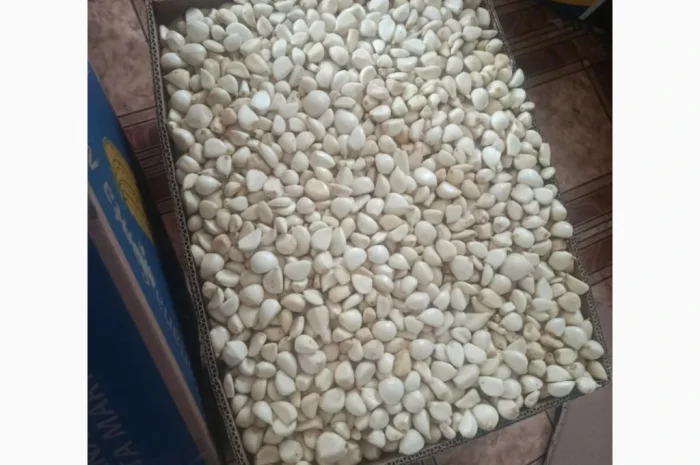 Свіжий очищений часник оптом від ФОП Осадчук А.В.- фото № 2