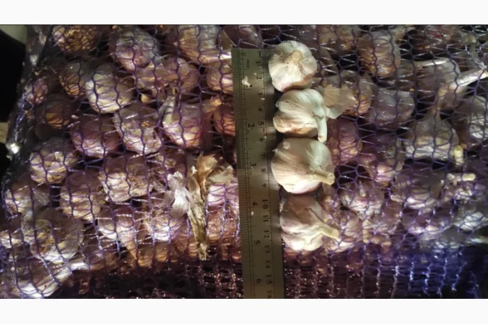 Часник на продаж- фото № 5