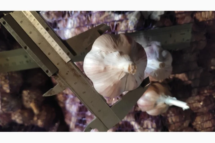 Часник на продаж- фото № 1