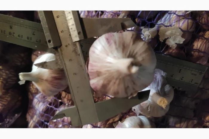 Часник на продаж- фото № 2