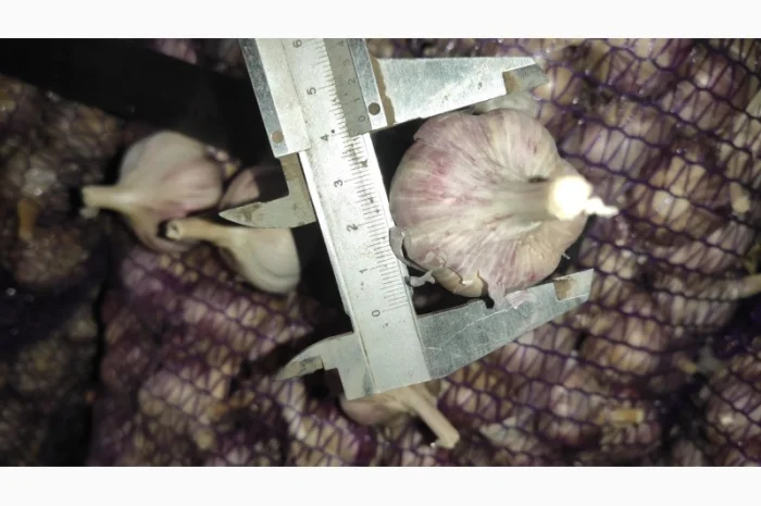 Часник на продаж- фото № 3