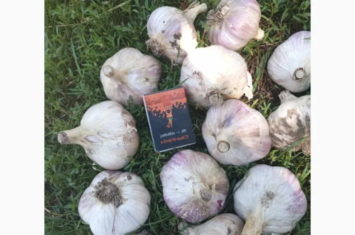 Часник дюшес 2 репродукція на продажу- фото № 1