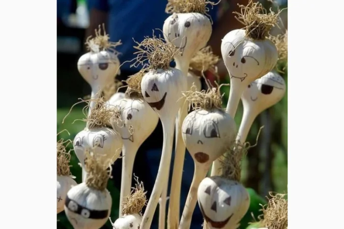 Продажа Воздушки часнику Любаша- фото № 1