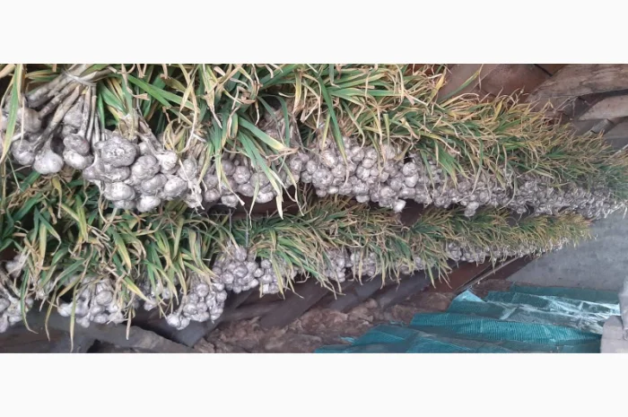 Продажа Воздушки часнику Любаша- фото № 2