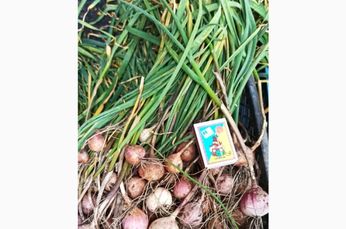 Продажа Воздушки часнику Любаша- фото № 3