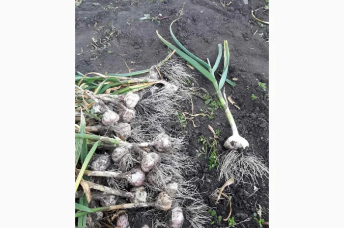 Продажа Воздушки часнику Любаша- фото № 4