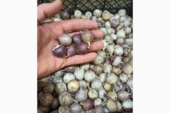 Продажа Воздушки часнику Любаша- фото № 6