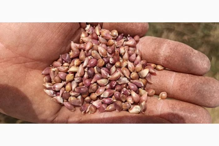 Продажа Воздушки часнику Любаша- фото № 7