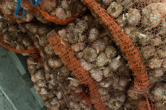 Чеснок сорт Любаша на продажу- фото № 1