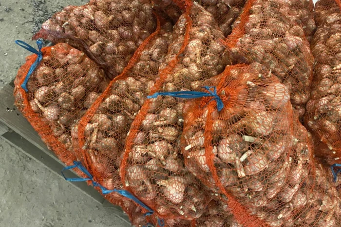 Чеснок сорт Любаша на продажу- фото № 2