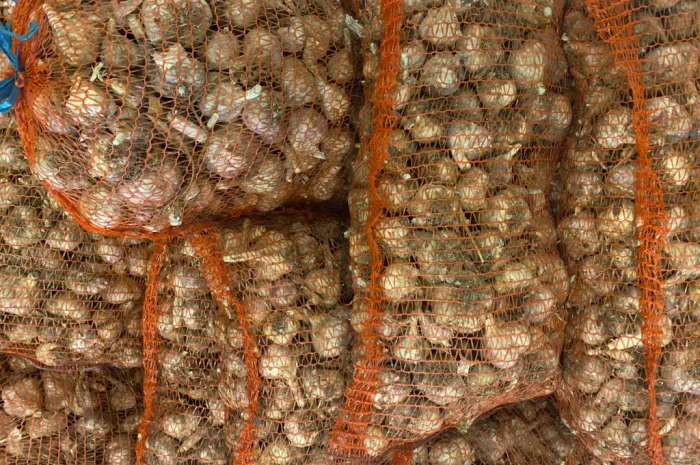 Чеснок сорт Любаша на продажу- фото № 3