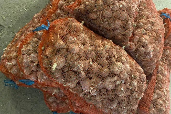 Чеснок сорт Любаша на продажу- фото № 4