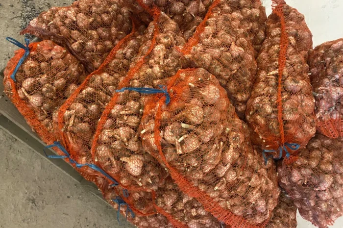 Чеснок сорт Любаша на продажу- фото № 6