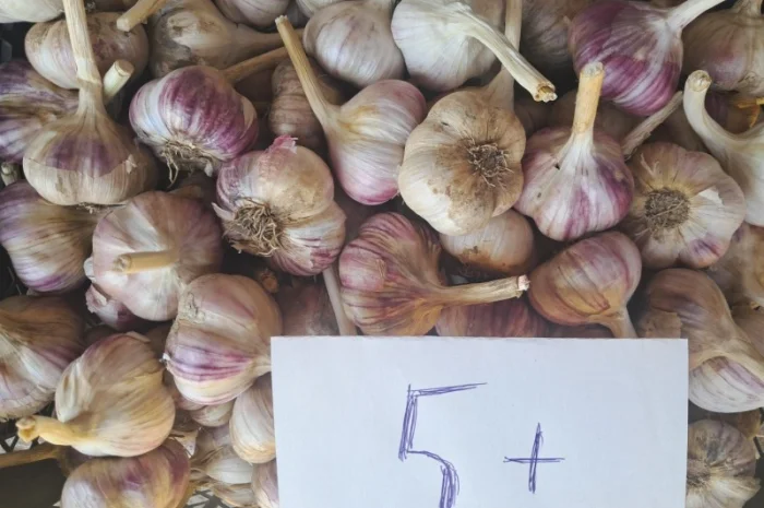 Продаж озимого часнику сорту Любаша- фото № 1