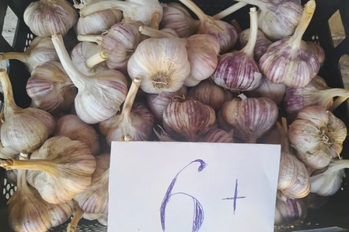 Продаж озимого часнику сорту Любаша- фото № 3