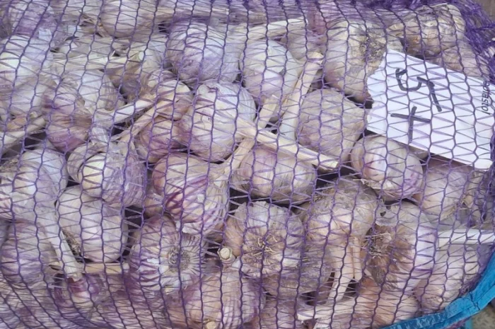 Продаж озимого часнику сорту Любаша- фото № 6