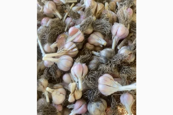 Часник на переробку- фото № 1