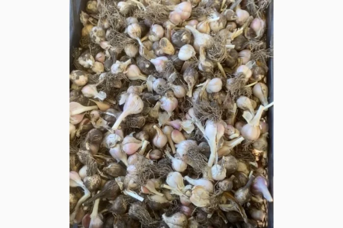 Часник на переробку- фото № 2