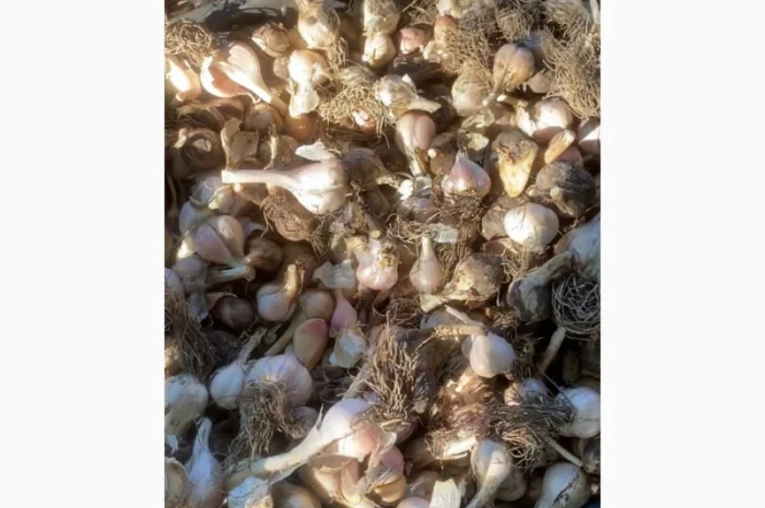 Часник на переробку- фото № 3