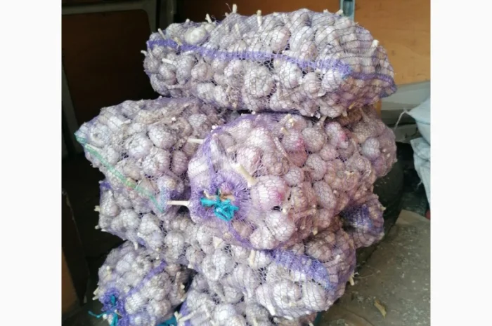 Часник сорту Любаша на продаж- фото № 1