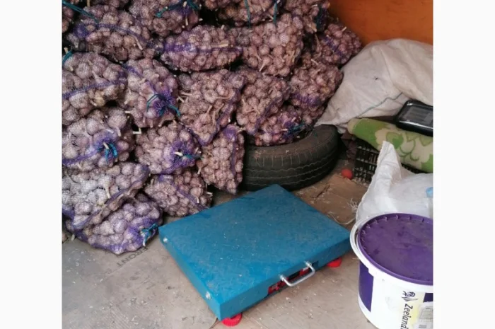 Часник сорту Любаша на продаж- фото № 2