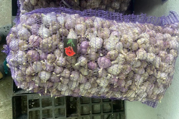 Часник озимий на продаж- фото № 8