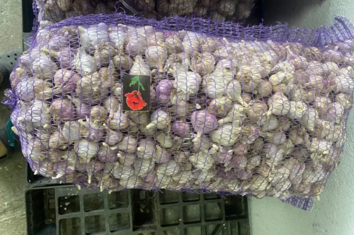 Часник озимий на продаж- фото № 9