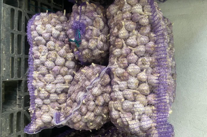 Часник озимий на продаж- фото № 10