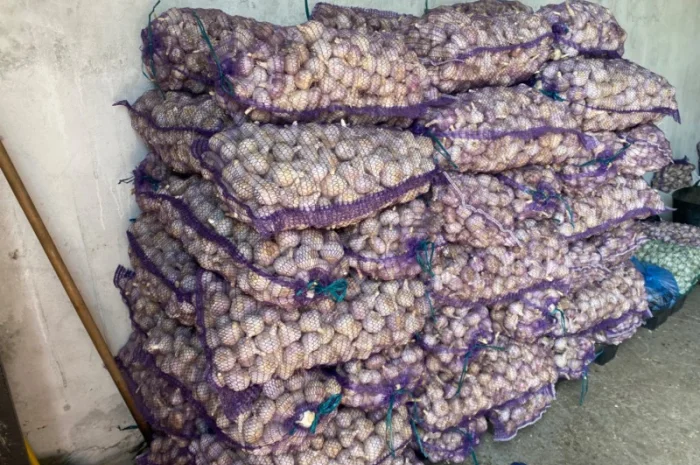 Часник озимий на продаж- фото № 1