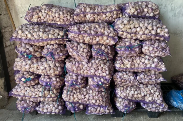 Часник озимий на продаж- фото № 2