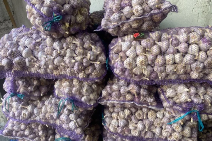 Часник озимий на продаж- фото № 4