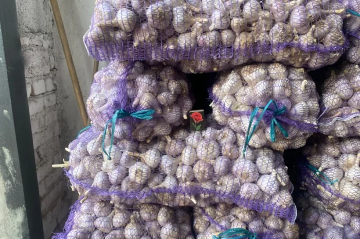 Часник озимий на продаж- фото № 5