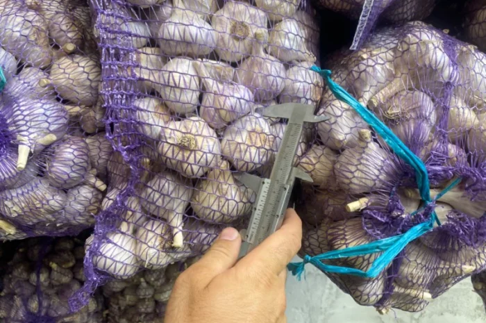 Часник озимий на продаж- фото № 6