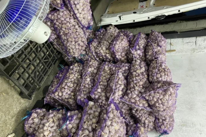 Часник озимий на продаж- фото № 7