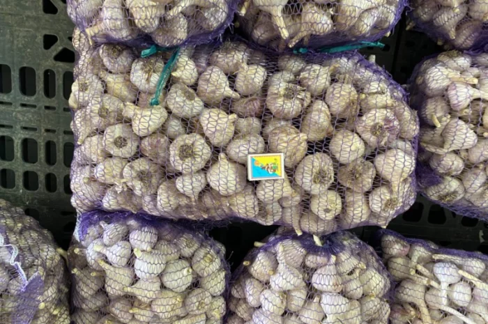 Часник озимий на посадку- фото № 1