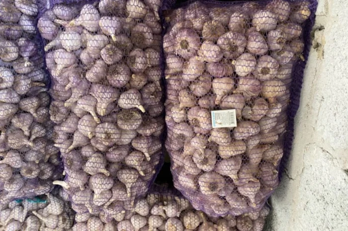 Часник озимий на посадку- фото № 2