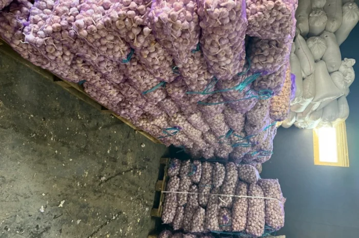 Часник озимий на посадку- фото № 3