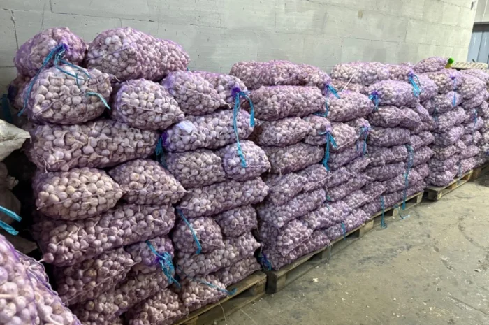 Часник озимий на посадку- фото № 4