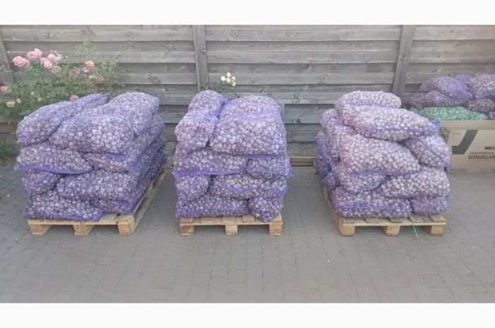 Продаю чеснок сортів Любаша, Дюшес, Ірен- фото № 1