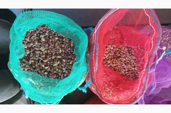 Продаю чеснок сортів Любаша, Дюшес, Ірен- фото № 6