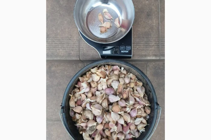 Продаю чеснок сортів Любаша, Дюшес, Ірен- фото № 3