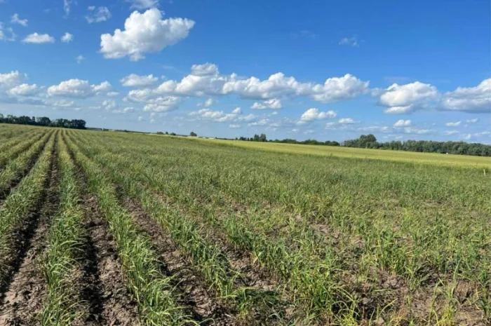 Продаю чеснок сортів Любаша, Дюшес, Ірен- фото № 4